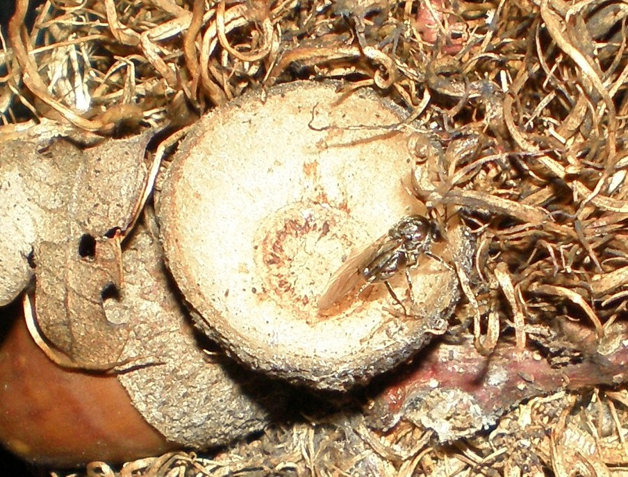 Andricus caputmedusae insetto